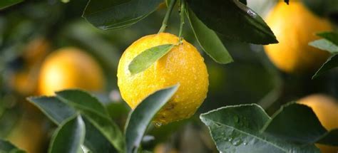 Lemon Droppie and the Magic of Detoxification: Cleansing the Body from Within